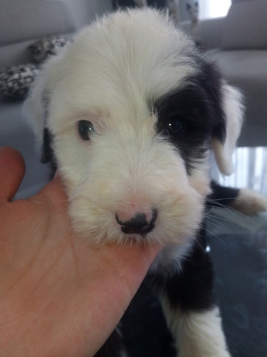 Imagen 6 de 10 de Cachorritos Viejo Pastor Ingles ( Bobtail)