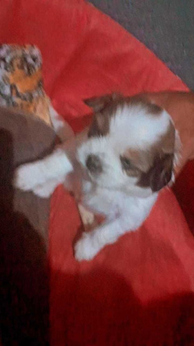 Imagem 2 de 3 de Cachorro