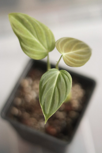Philodendron Splendid (melanochrysum X Verrucosum)