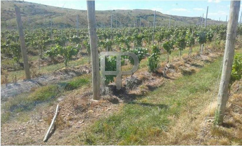 Imagen 1 de 7 de Campo En Venta Pueblo Edén 40 Hectáreas