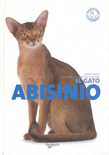 Abisinio El Gato 