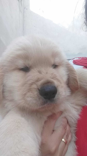 Imagem 5 de 5 de Filhote De Golden Retriever - Macho