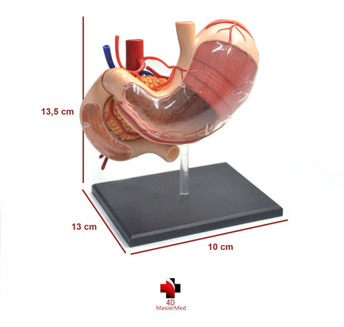 Modelo Do Corpo Humano - Estômago - 4d Master