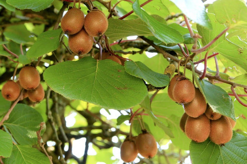 Árbol De Kiwi ( Actinidia Deliciosa ) Más Semillas 
