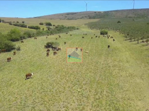 Imagen 4 de 14 de Campo De Olivos 324 Has En Los Caracoles