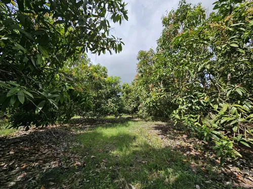 Oportunidad De Inversión Se Vende Finca En El Espinal,tolima