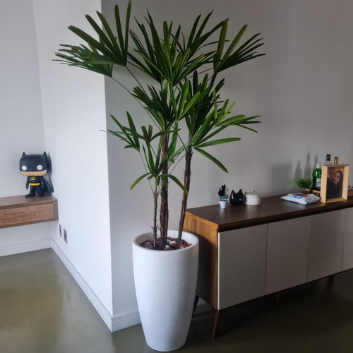Planta Natural Palmeira Ráfia Com Vaso Decorativo