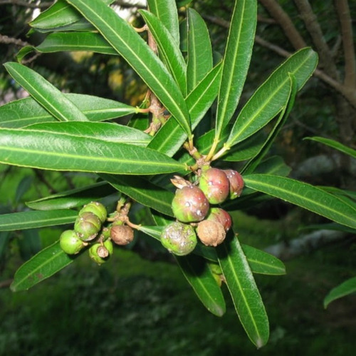 Curupí, Árbol Nativo - Adecuado Para Veredas