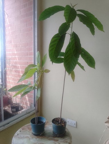 Mata De Aguacate