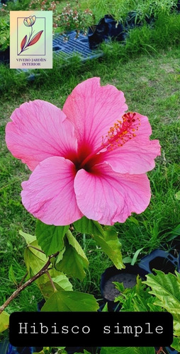 Imagen 1 de 2 de Hibiscos