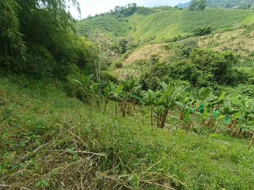 Se Vende Finca Quebradanegra Calarcá Quindío