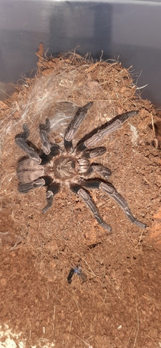 Tarantula Azul Cobalto