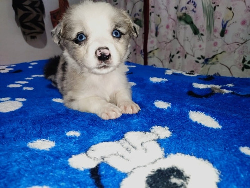 Hermosos Cachorros Border Collie 