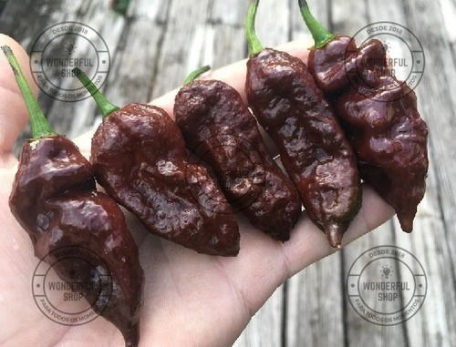 120 Sementes Pimenta Nuclear Bhut Jolokia Chocolate.