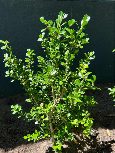 X3 Buxus Cerco Vivo Perimetral - Arbustos - Plantas