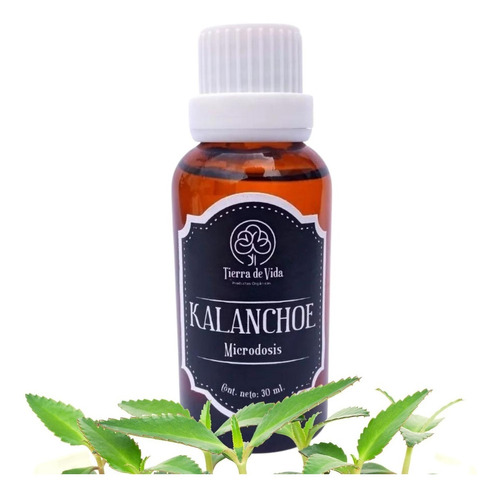 Microdosis De Kalanchoe Daigremontiana Potente Extracto Herb