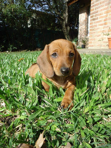 Cachorros Salchichas Miniatura 