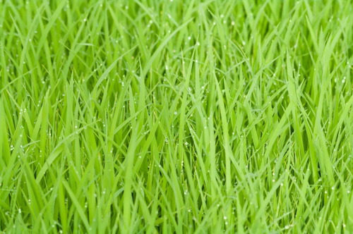 Npk 04-14-08 + Humics 1 Litro Adubo Fertilizante