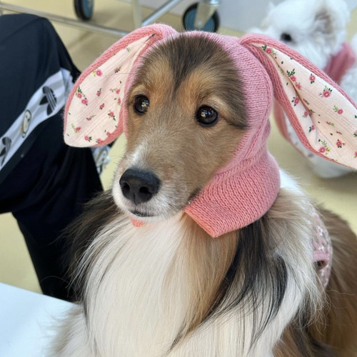 Gorro De Punto Con Orejas De Conejo, Disfraz De Perro, Decor