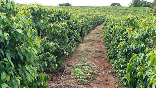 Imagem 6 de 16 de Fazenda 200 Hectares De Café No Municipio De Machado 12.000,000,00 - 39055