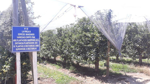 Campo Frutícola En Venta En Linares