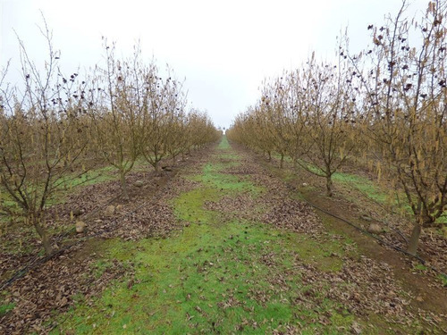 Imagen 3 de 12 de Agrícola En Venta En Pelarco
