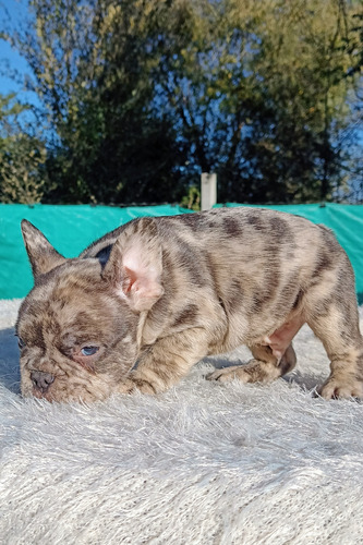 Bulldog Frances Blue Fawn Machito Sable Blue Sable
