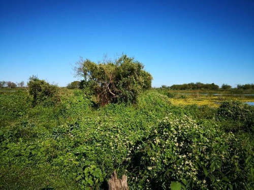 Imagen 3 de 29 de Campo De Isla Ganadero, 2.000 Has Sobre El Paranacito