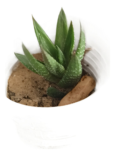 Suculenta Mini Haworthia Coarctata + Maceta Lata De Autor