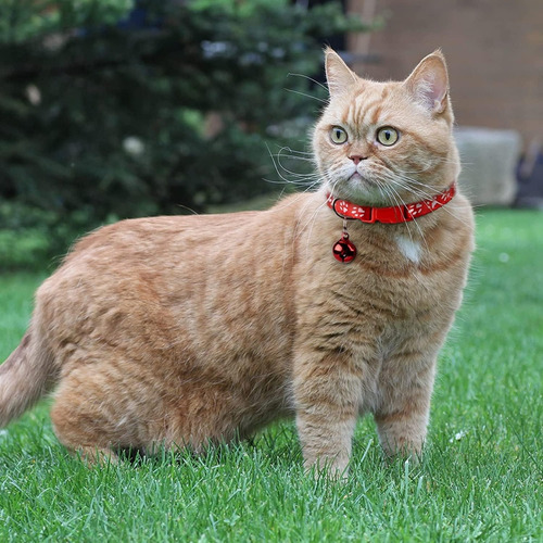Y Collar Para Perro Con Cascabeles Raza Pequeña Y Gatos 36