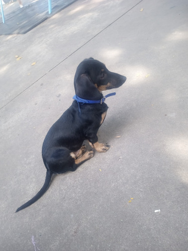 Perro Salchicha Puros Día Meses Y Medio