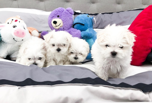 Cachorros Bichon Maltes Con Vacunas