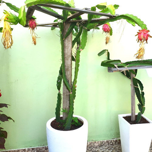 Muda De Pitaya Vermelha Enraizada Orgânica Para Vaso