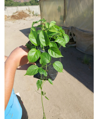 Planta Pyrostegia Venusta ( Bignoniaceae ) + Regalo C F 1