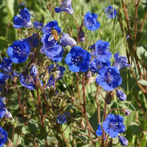 150 Semillas California Bluebell (phacelia Campanularia)azul