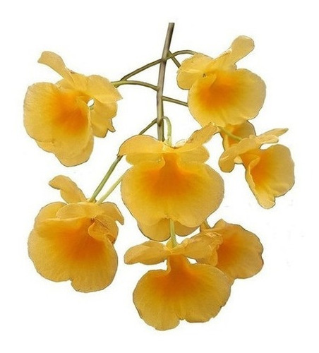 Orquídea Dendrobium Agregatum  Plantas Adultas Amarelo Ouro!