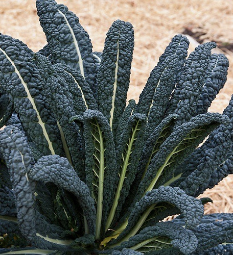 Couve Nero Di Toscana Laciniato Kale 60 Sementes Para Mudas
