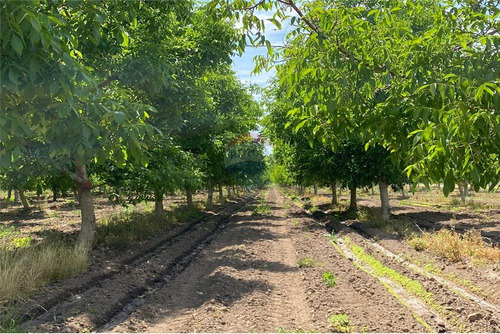 Parcela De Agrado De 5000 M2 En Huelquén - Paine