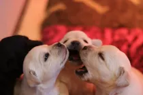 Comprar Bebés Labrador Puros Criadero Golden Retriever Argentina
