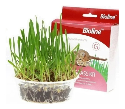 Kit De Cat Grass Hierba Gatera Catnip Pasto Bioline