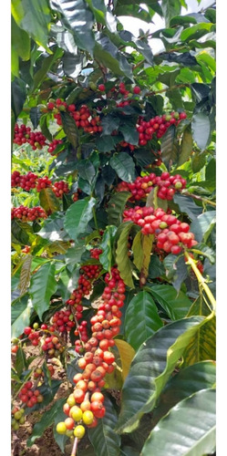 Venta Finca 14 Ha, Boconó Edo. Trujillo, Venezuela