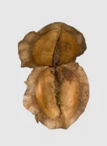 Comprar Pack X 100 Cascaras De Semillas De Jacaranda Para Artesanias