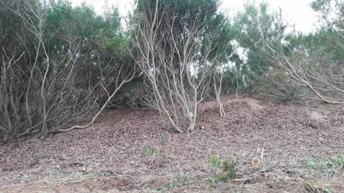 Imagen 4 de 20 de Terreno - Costa Esmeralda