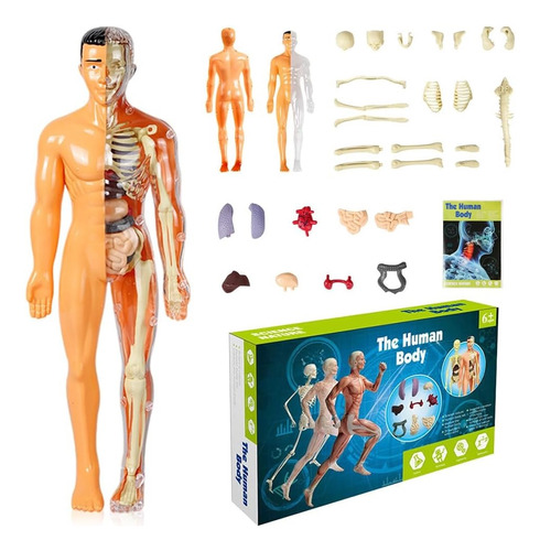 Modelo De Anatomía Del Cuerpo Humano En 3d Para Niños
