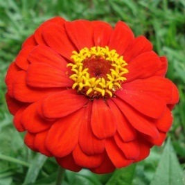Flor Zínia Gigante Cores Sortidas Para Jardins 60 Sementes