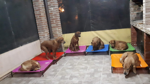 Catres Para Mascotas (mediano)