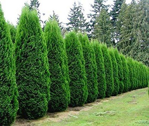 Imagen 1 de 4 de Arbol De Navidad, Pino Thuja Occidentalis Smaragd 2mts