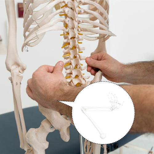 Modelo De Brazo Humano Brazo Anatómico Científico Todos Los