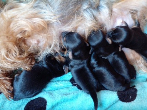 Imagem 1 de 3 de Lindos Filhotes De Yorshire Terrier.