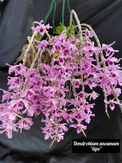 Mudas De Dendrobium Anosmum Moscatum | MercadoLivre 📦